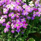 Beautiful Virginia Stock Seeds Fresh Seeds Fast Shipping