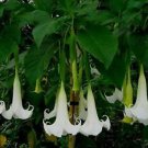 Beautiful White Angel Trumpet Brugmansia Seeds Fresh Seeds Fast Shipping