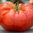 Beefsteak Tomato Seeds Fresh Seeds Fast Shipping