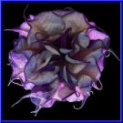 Black Currant Swirl Devil Trumpet Seeds Fresh Seeds Fast Shipping