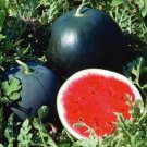 Black Diamond Watermelon Seeds Fresh Seeds Fast Shipping