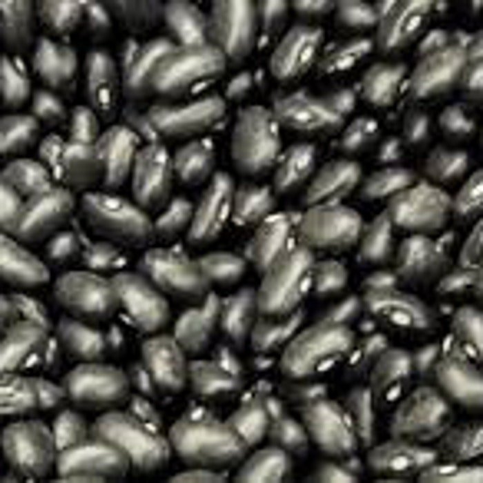 Black Turtle Bush Bean Seeds Fresh Seeds Fast Shipping