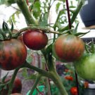 Black Vernissage Tomato Seeds Fresh Seeds Fast Shipping