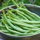 Blue Lake Bush Beans Seeds Fresh Seeds Fast Shipping