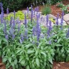 Blue Sage Seeds Salvia Farinacea Fresh Seeds Fast Shipping