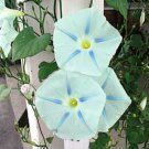 Blue Star Morning Glory Vine Seeds Fresh Seeds Fast Shipping