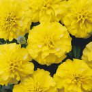 Bonanza Yellow Marigold Seeds Fresh Seeds Fast Shipping