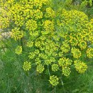 Bouquet Dill Seeds Fresh Seeds Fast Shipping