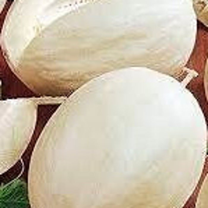 Branco Do Ribatejo Melon Seeds Fresh Seeds Fast Shipping
