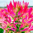 Bright Pink Cleome Seeds Spider Flower Hot Pink Color Fresh Seeds Fast Shipping