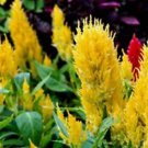 Bright Yellow Pampas Plume Celosia Seeds Fresh Seeds Fast Shipping