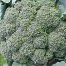 Broccoli Seeds Waltham Fresh Seeds Fast Shipping