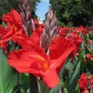 Cabana Canna Lily Seeds Fresh Seeds Fast Shipping