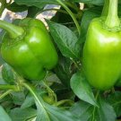 California Wonder Green Sweet Bell Pepper Fresh Seeds Fast Shipping