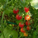 Cannonball Tomato Seeds Fresh Seeds Fast Shipping