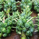Catskill Brussel Sprout Seeds Fresh Seeds Fast Shipping