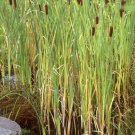 Cattail Plants Seeds They Make Great Pond Plants Fresh Seeds Fast Shipping