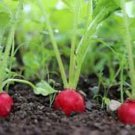 Champion Radish Seeds Fresh Seeds Fast Shipping