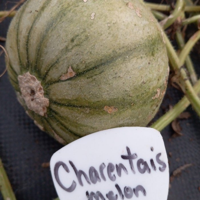 Charentais Melon Seeds Fresh Seeds Fast Shipping