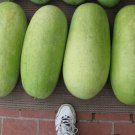 Charleston Gray Watermelon Seeds Fresh Seeds Fast Shipping