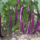 Chinese Long Purple Eggplant Seeds Fresh Seeds Fast Shipping