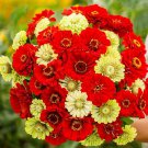 Christmas In July Zinnia Seed Mix Fresh Seeds Fast Shipping