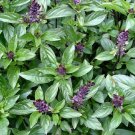 Cinnamon Basil Seeds Fresh Seeds Fast Shipping