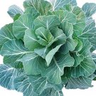 Collard Greens 200 Seeds Georgia Southern Fresh Seeds Fast Shipping