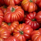 Costoluto Genovese Tomato Seeds Fresh Seeds Fast Shipping