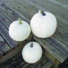 Cotton Candy Pumpkin Seeds Fresh Seeds Fast Shipping