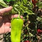 Cubanelle Sweet Pepper Seeds Fresh Seeds Fast Shipping