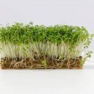 Cur Cress Seeds Fresh Seeds Fast Shipping