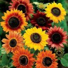 Custom Sunflower Seed Mix 30 Different Kinds Fresh Seeds Fast Shipping