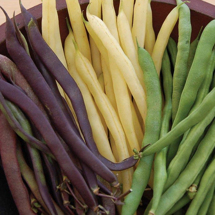 Custom Three Color Bush Bean Mix Purpleyellowgreen 25 Seeds Fresh Seeds Fast Shipping
