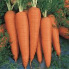 Danvers Carrot Seeds Fresh Seeds Fast Shipping