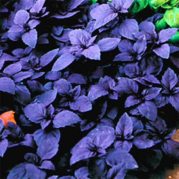 Dark Opal Basil Seeds Fresh Seeds Fast Shipping