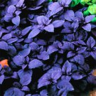 Dark Opal Basil Seeds Fresh Seeds Fast Shipping