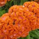 Dark Orange Brain Celosia Seeds Fresh Seeds Fast Shipping