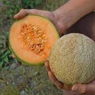 Delicious Cantaloupe Seeds Fresh Seeds Fast Shipping