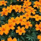 Disco Orange Marigold Seeds Fresh Seeds Fast Shipping