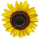 Domino Sunflower Seeds Fresh Seeds Fast Shipping
