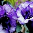 Double Purple Devil Trumpet Seeds Fresh Seeds Fast Shipping