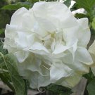 Double White Devil Trumpet Seeds Fresh Seeds Fast Shipping