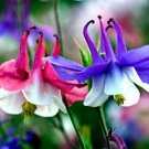 Dwarf Columbine Seeds Mix Bluepurplepink White Fresh Seeds Fast Shipping