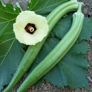 Dwarf Long Pod Green Okra Seeds Fresh Seeds Fast Shipping