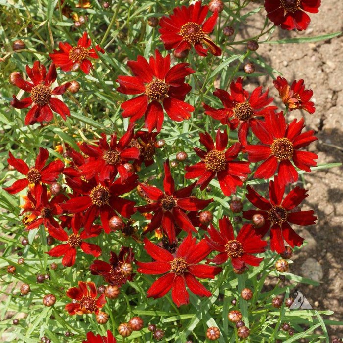 Dwarf Red Plain Coreopsis Seeds Fresh Seeds Fast Shipping