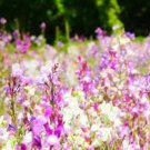 Dwarf Spurred Fairy Mix Snapdragon Seeds Fresh Seeds Fast Shipping