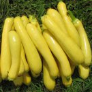 Early Prolific Strightneck Squash Seeds Fresh Seeds Fast Shipping