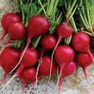 Early Scarlet Globe Radishes Seeds Fresh Seeds Fast Shipping