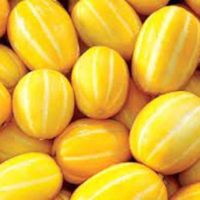Early Silver Line Melon Seeds Fresh Seeds Fast Shipping